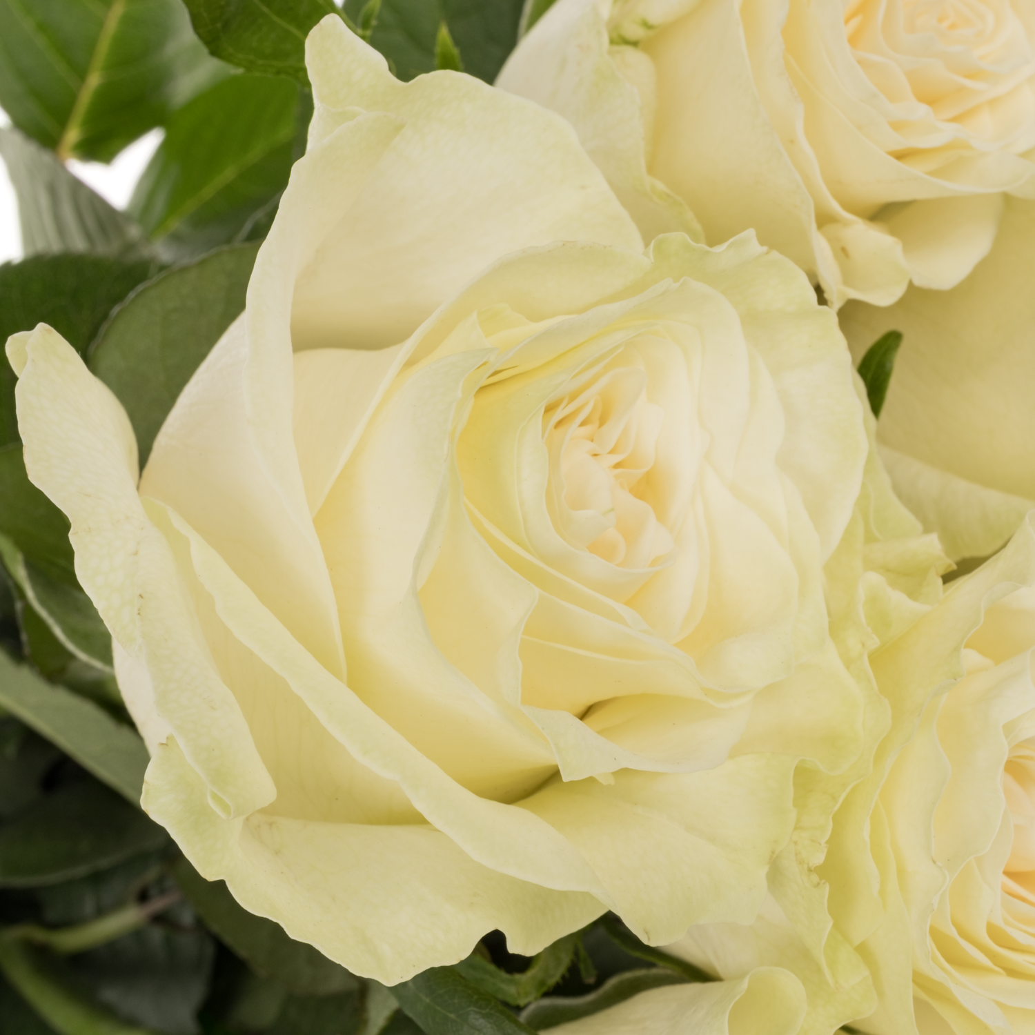 Rose creme Mondial Import 70cm