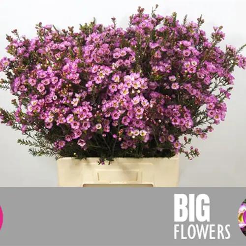 Wachsflower rosa Adi 30 Gramm 70cm