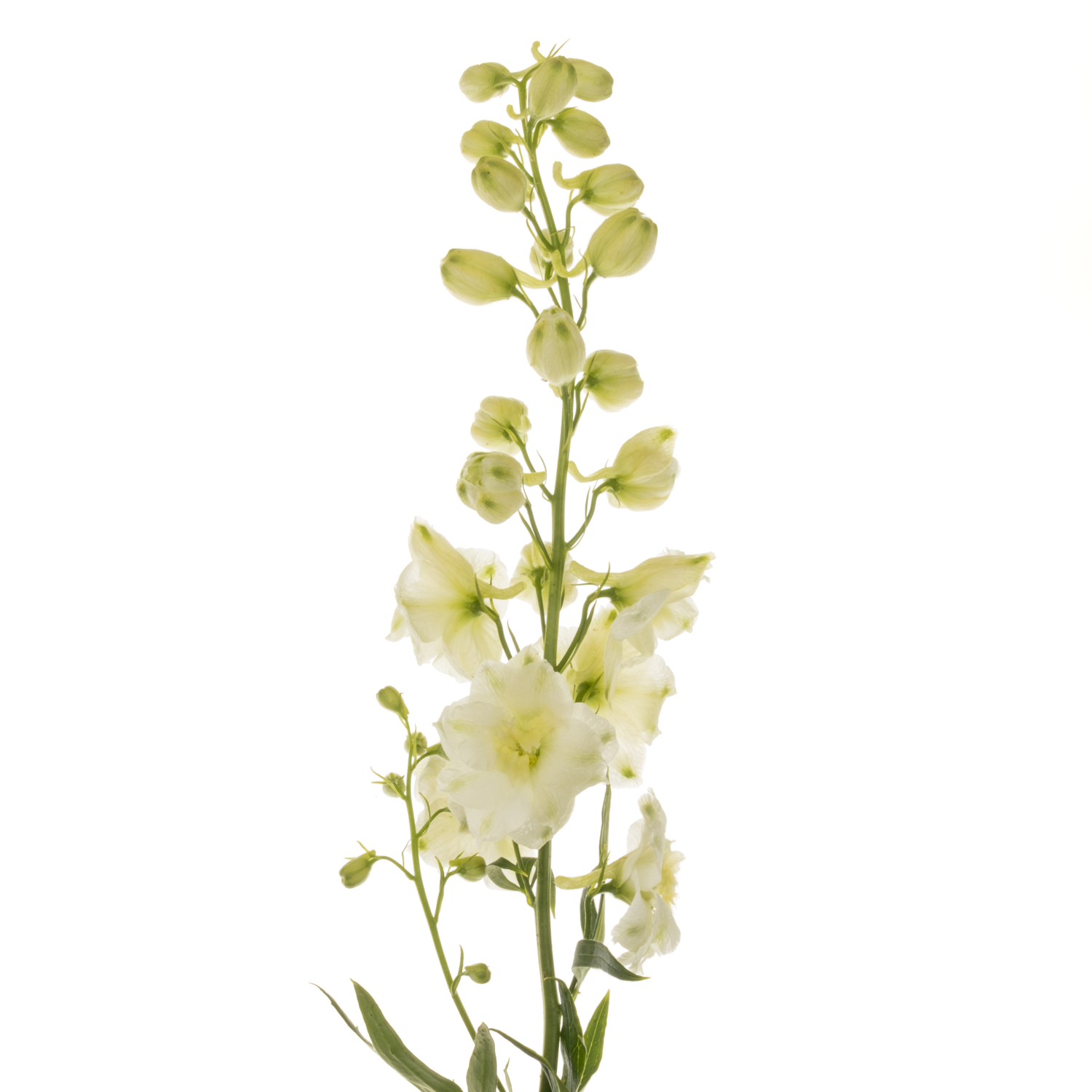 Delphinium hell gelb Sungleam 60cm