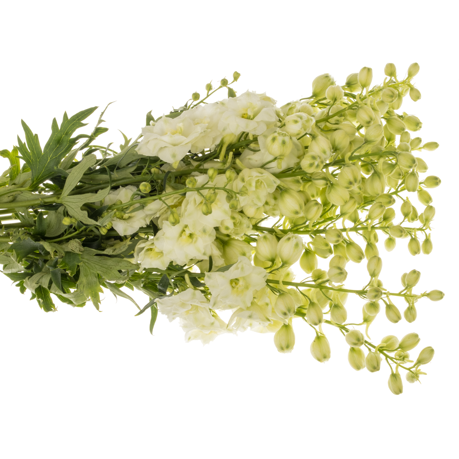 Delphinium hell gelb Sungleam 60cm