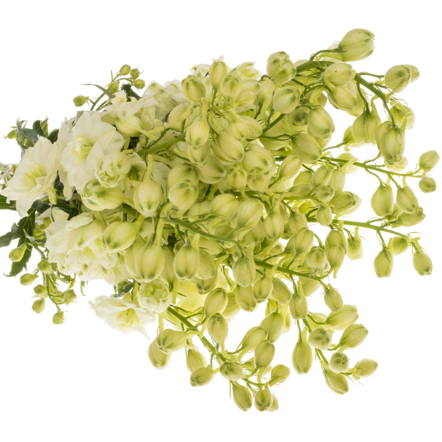 Delphinium hell gelb Sungleam 60cm