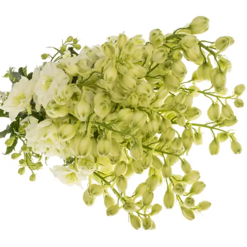 Delphinium hell gelb Sungleam 60cm
