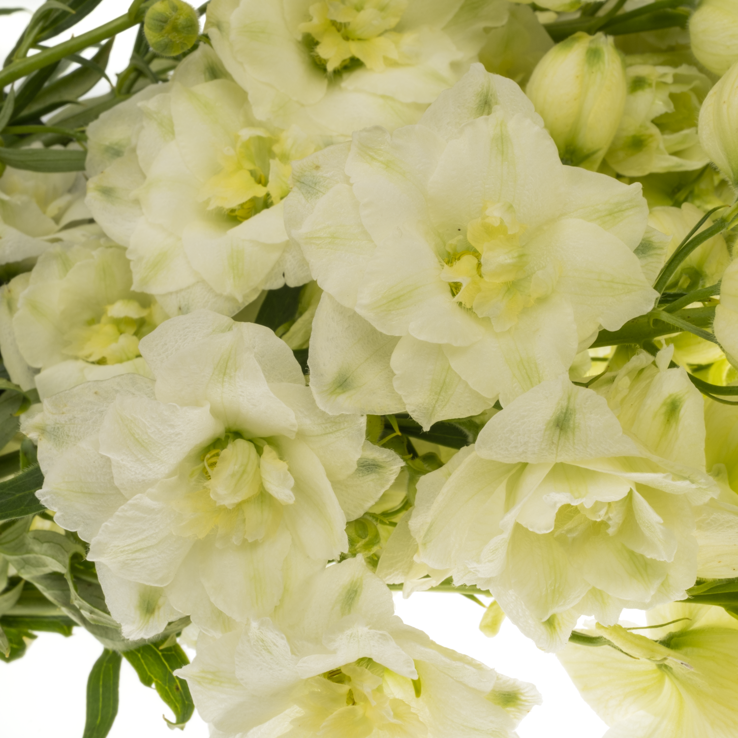 Delphinium hell gelb Sungleam 60cm