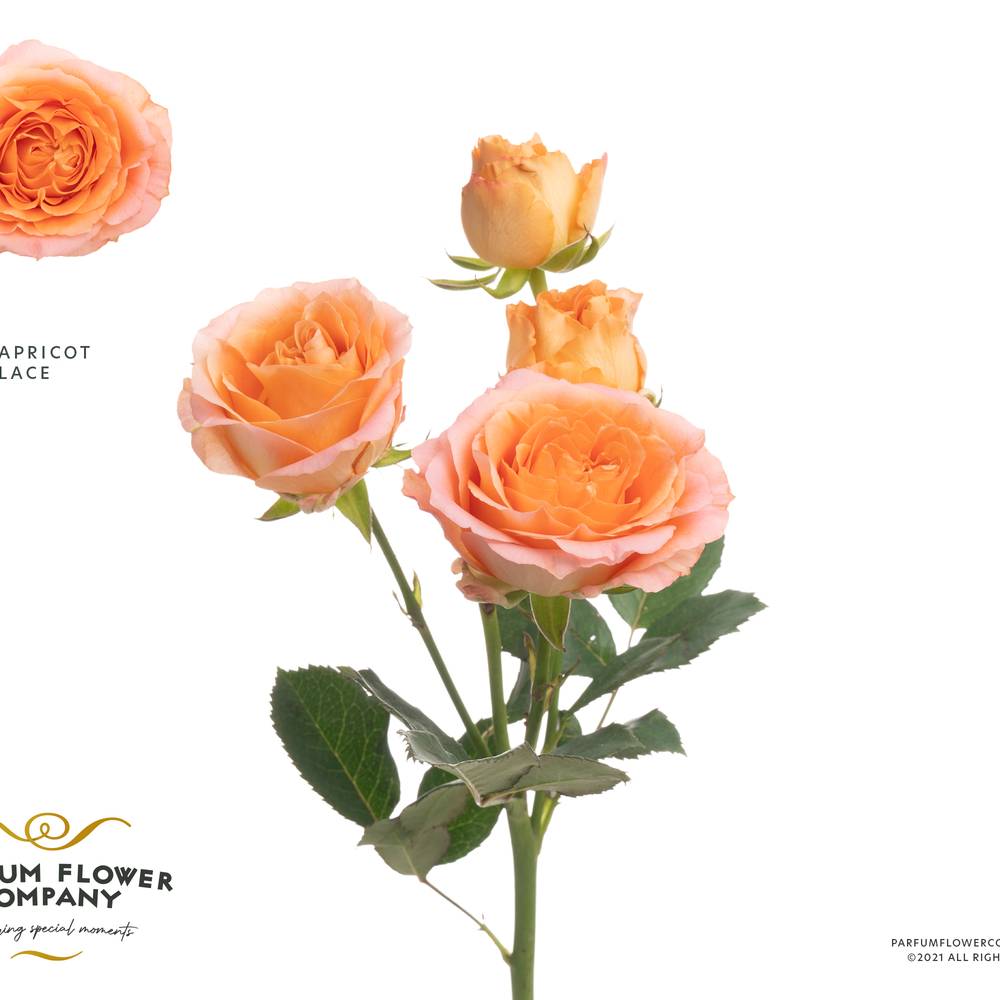 Rose verzweigt orange Apricot Lace 50cm