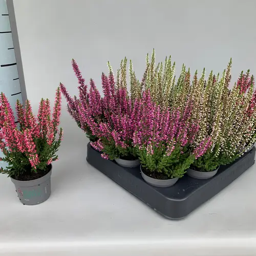 Calluna Vulgaris mix Beauty Kids T06,5 H15