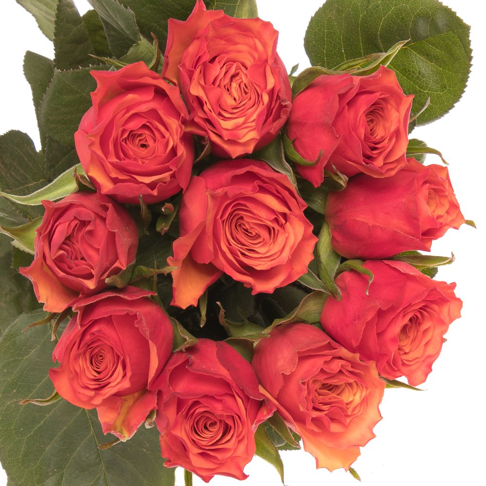 Rose orange Devoted 50cm