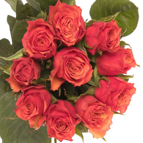 Rose orange Devoted 50cm