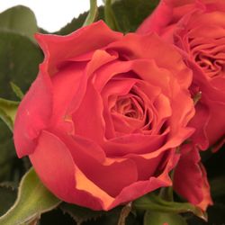 Rose orange Devoted 50cm