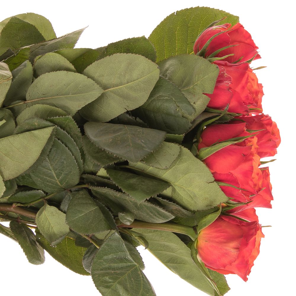 Rose orange Devoted 50cm