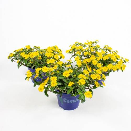 Sanvitalia gelb T12 H010