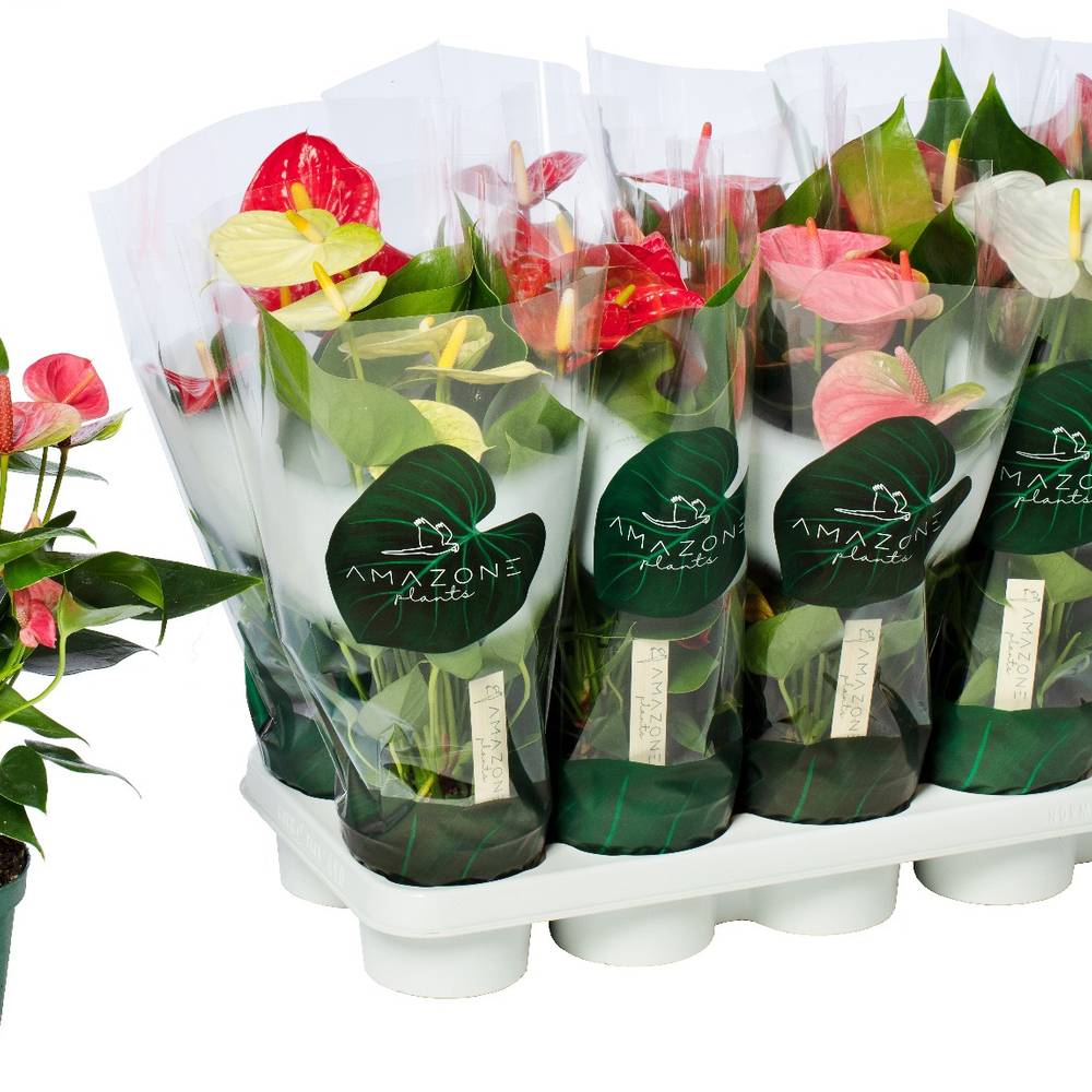 Anthurium mix im Übertopf grau T12 H040