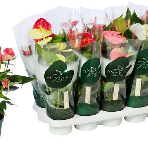 Anthurium mix im Übertopf grau T12 H040