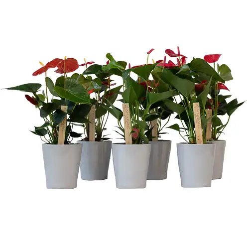 Anthurium mix im Übertopf grau T12 H040