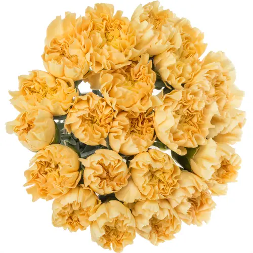 Nelke apricot Gold Minami 60cm