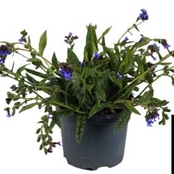 Pulmonaria blau Miss Elly T19 H035