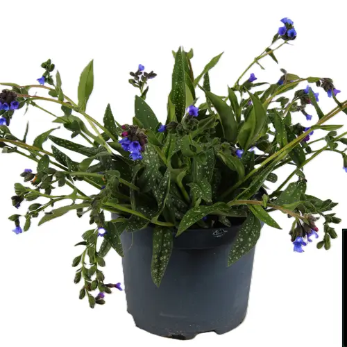 Pulmonaria blau Miss Elly T19 H035