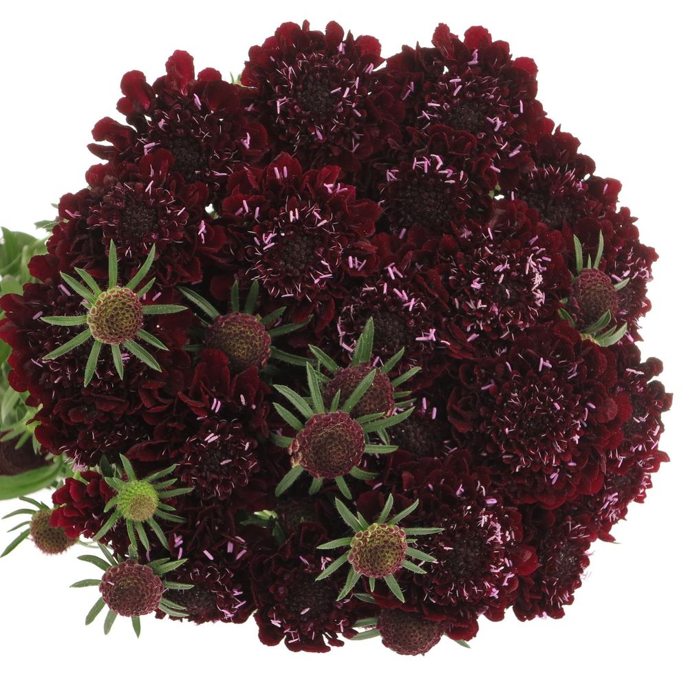 Scabiosa blackberry 60cm