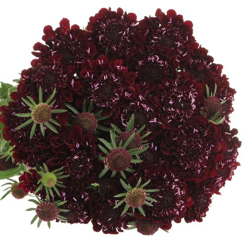 Scabiosa blackberry 60cm