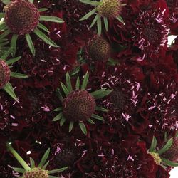 Scabiosa blackberry 60cm