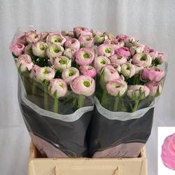 Ranunkel hell rosa Confetto 45cm x 20