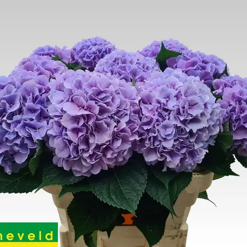 Hortensie milka Royal Benefit Bol 19cm 80cm