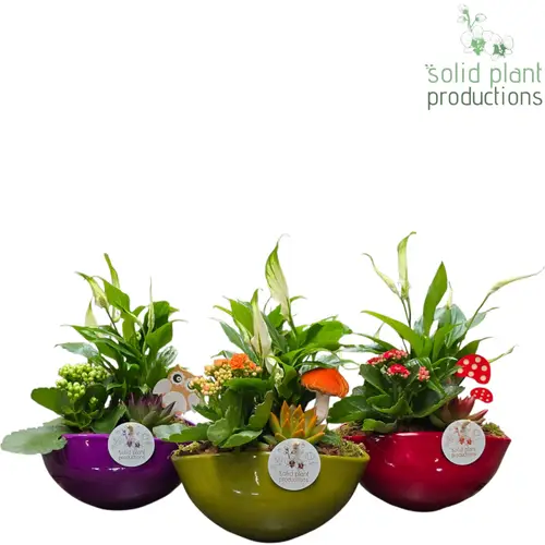 Spath.Arr mix SE005 Evelyn Herbst T22 H040