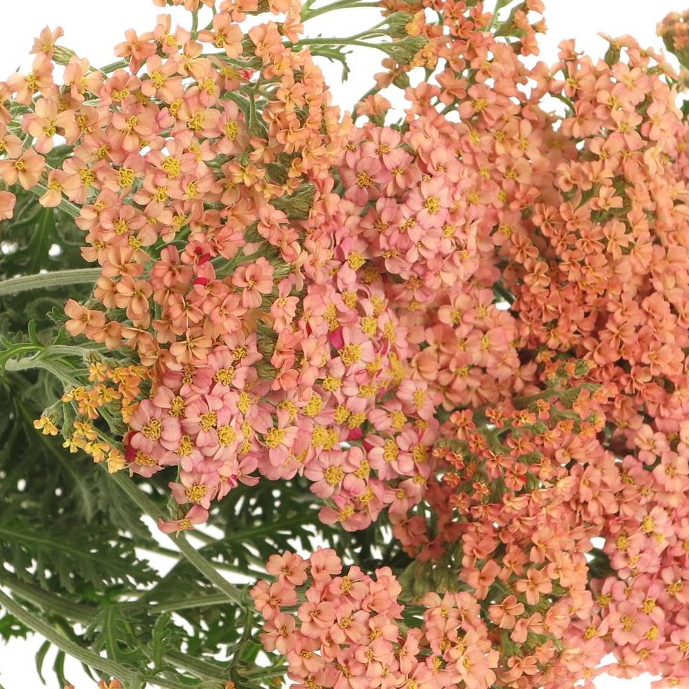 Achillea lachs Lachschönheit 50cm