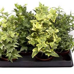 Hedera Helix mix T06