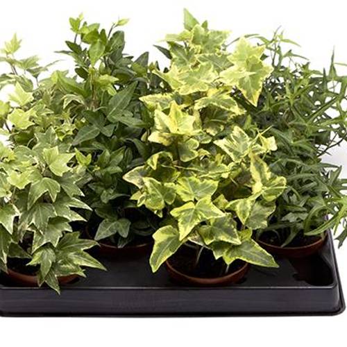 Hedera Helix mix T06