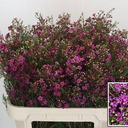 Wachsflower dunkel rosa Rotem 35Gramm 70cm