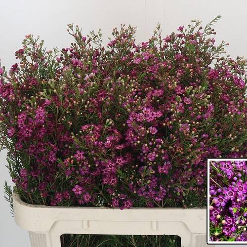 Wachsflower dunkel rosa Rotem 35Gramm 70cm