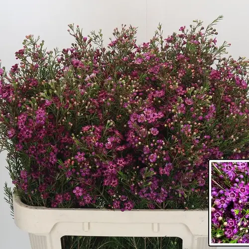 Wachsflower dunkel rosa Rotem 35Gramm 70cm