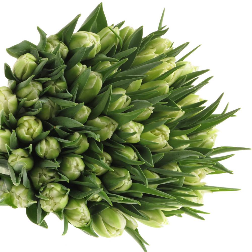 Tulpe creme doppel Verona 44 Gramm