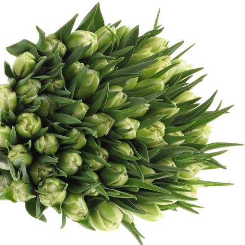 Tulpe creme doppel Verona 44 Gramm