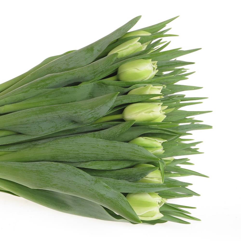 Tulpe creme doppel Verona 44 Gramm