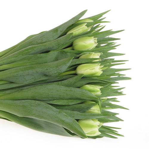 Tulpe creme doppel Verona 44 Gramm