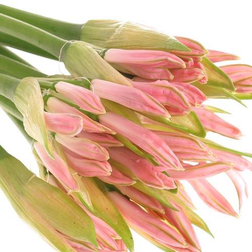 Nerine hell rosa Vesta K 60cm