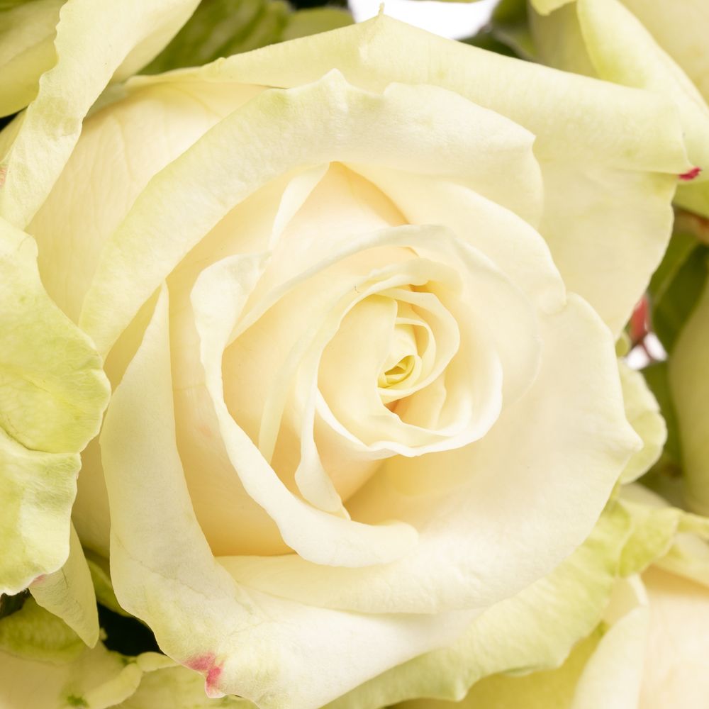 Rose creme/rosa Lovely Avalanche 70cm