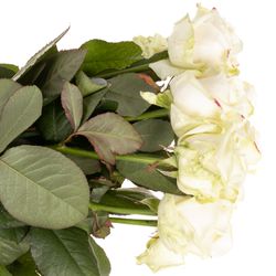 Rose creme/rosa Lovely Avalanche 70cm