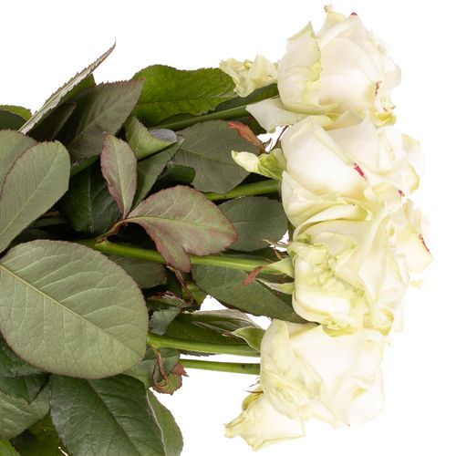 Rose creme/rosa Lovely Avalanche 70cm