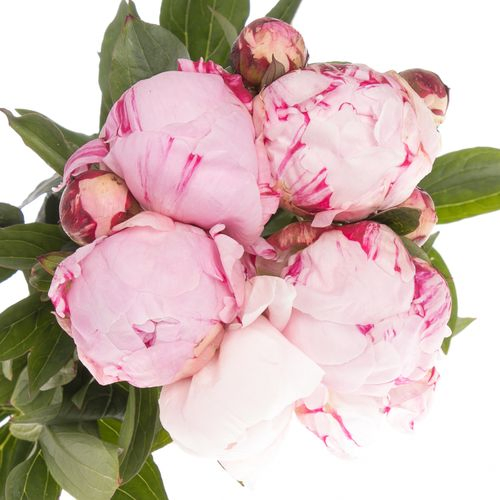 Pfingstrose rosa Offen 60cm