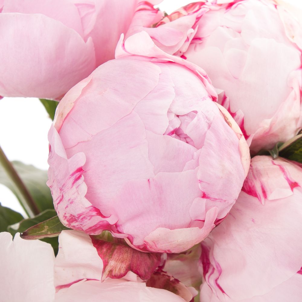 Pfingstrose rosa Offen 60cm