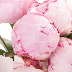 Pfingstrose rosa Offen 60cm