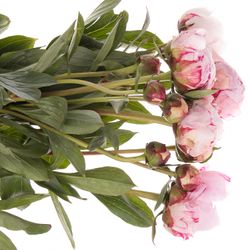 Pfingstrose rosa Offen 60cm