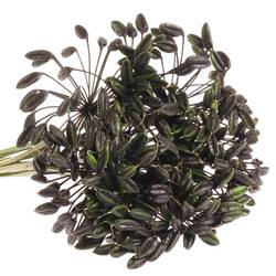 Agapanthus Schwars frucht 65cm