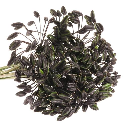 Agapanthus Schwars frucht 65cm