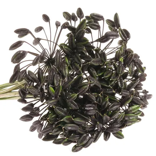 Agapanthus Schwars frucht 65cm