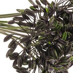 Agapanthus Schwars frucht 65cm