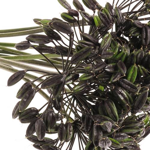Agapanthus Schwars frucht 65cm