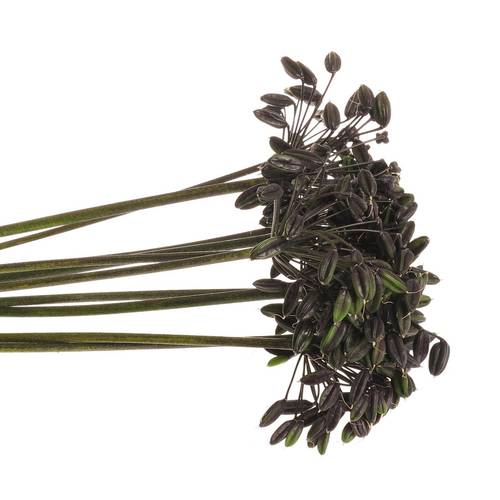 Agapanthus Schwars frucht 65cm